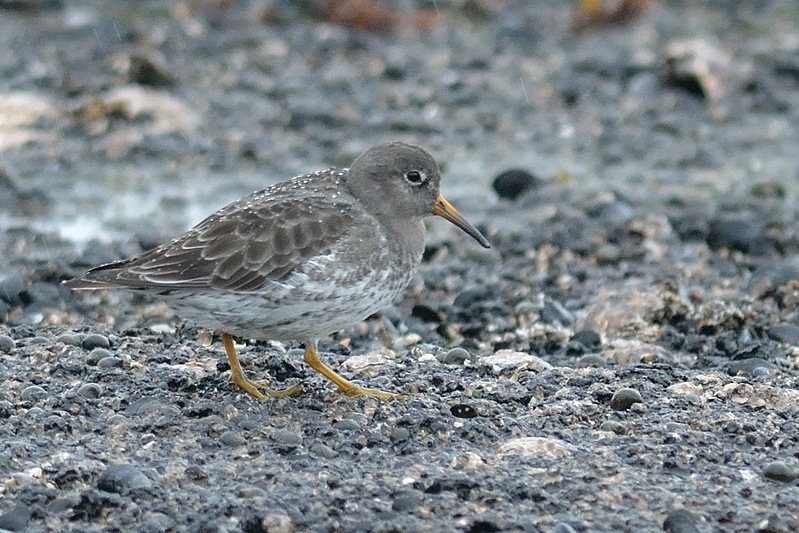 Paarse Strandloper